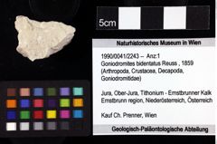 Foto (Objket + Etiketten) von Goniodromites bidentatus (Reuss, 1859) 